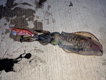 朝マズメの短時間勝負